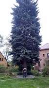 Wycinka drzew Wrocław