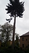 Wycinka drzew Wrocław