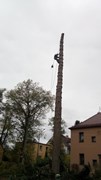 Wycinka drzew Wrocław