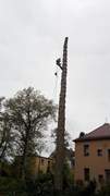 Wycinka drzew Wrocław