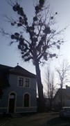 Wycinka drzew Wrocław
