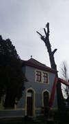 Wycinka drzew Wrocław