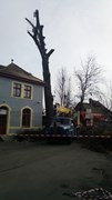 Wycinka drzew Wrocław