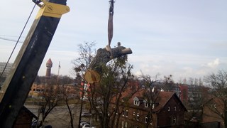 Wycinka drzew Wrocław