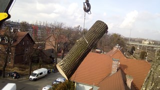 Wycinka drzew Wrocław
