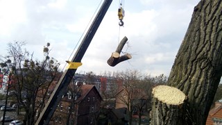 Wycinka drzew Wrocław