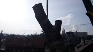 Wycinka drzew Wrocław