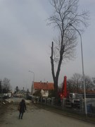 Wycinka drzew Wrocław