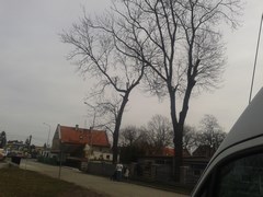 Wycinka drzew Wrocław