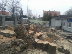 Wycinka drzew Wrocław