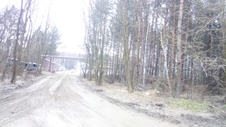 Wycinka drzew Wrocław