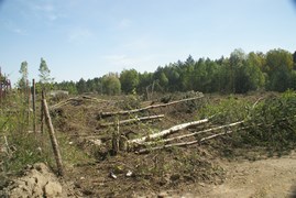 Wycinka drzew Wrocław