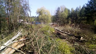 Wycinka drzew Wrocław