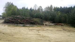 Wycinka drzew Wrocław