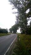 Wycinka drzew Wrocław
