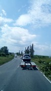 Wycinka drzew Wrocław
