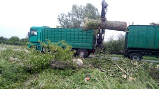 Wycinka drzew Wrocław