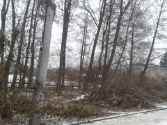 Wycinka drzew Wrocław