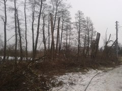 Wycinka drzew Wrocław