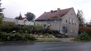 Wycinka drzew Wrocław