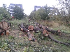Wycinka drzew Wrocław