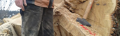 CUTTING DOWN THE OAK TREE OF AROUND 550 CM CIRCUMFERENCE